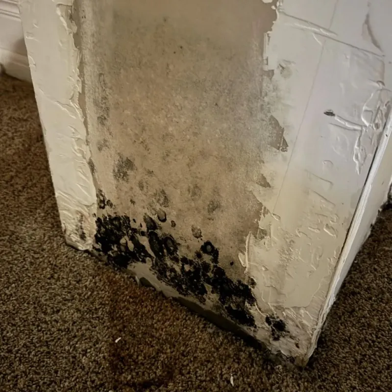 Professional Mold Removal in Tehachapi, CA